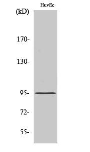 1 - CCDC45 Polyclonal Antibody AP68887