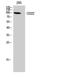 1 - CD22 Polyclonal Antibody AP68923