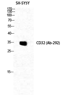 1 - CD32 Polyclonal Antibody AP68937
