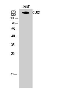 1 - CUX1 Polyclonal Antibody AP69028