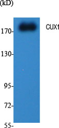 1 - CUX1 Polyclonal Antibody AP69028