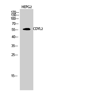 1 - CDYL2 Polyclonal Antibody AP69031