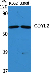 1 - CDYL2 Polyclonal Antibody AP69031