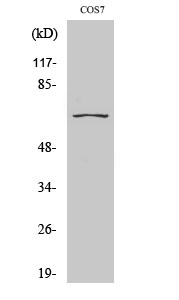 1 - CEP70 Polyclonal Antibody AP69047