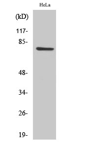 1 - CEP78 Polyclonal Antibody AP69049
