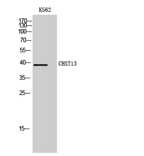 1 - CHST13 Polyclonal Antibody AP69102