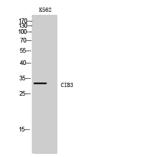 1 - CIB3 Polyclonal Antibody AP69109