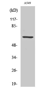 1 - CLIP3 Polyclonal Antibody AP69152