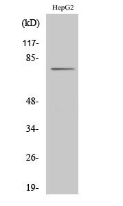 1 - CLIP4 Polyclonal Antibody AP69153