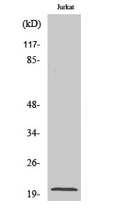 1 - CMTM3 Polyclonal Antibody AP69168