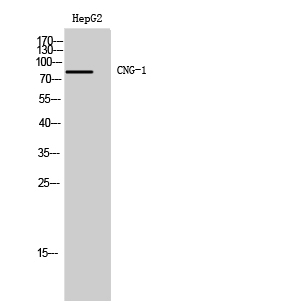 1 - CNG-1 Polyclonal Antibody AP69178