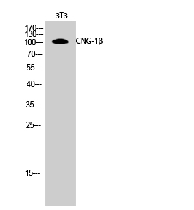 1 - CNG-1β Polyclonal Antibody AP69179