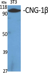 1 - CNG-1β Polyclonal Antibody AP69179