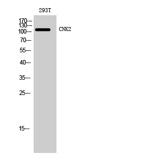 1 - CNK2 Polyclonal Antibody AP69182