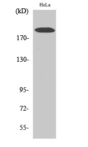 1 - COL5A1 Polyclonal Antibody AP69213