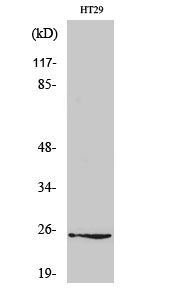 1 - Connexin 25 Polyclonal Antibody AP69224