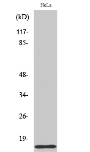 1 - COX17 Polyclonal Antibody AP69254