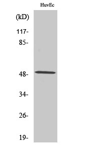 1 - CstF-50 Polyclonal Antibody AP69327