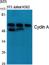 1 - Cyclin A Polyclonal Antibody AP69350