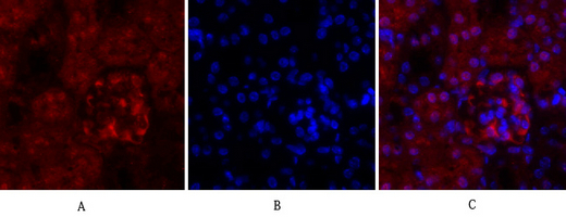 1 - Cyclin A Polyclonal Antibody AP69350