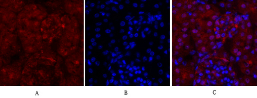 14 - Cyclin A Polyclonal Antibody AP69350