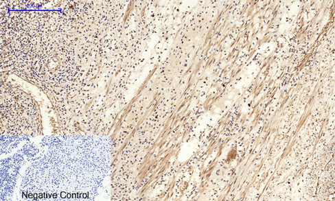 14 - Cyclin A Polyclonal Antibody AP69350