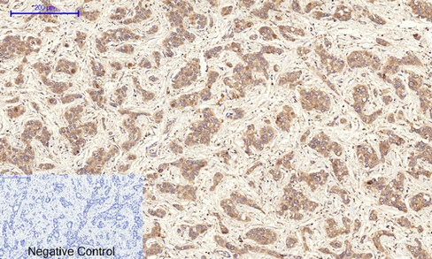 14 - Cyclin A Polyclonal Antibody AP69350