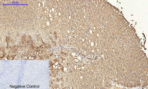 14 - Cyclin A Polyclonal Antibody AP69350