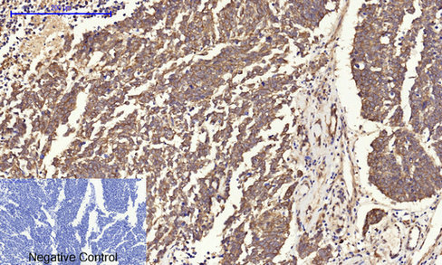 14 - Cyclin A Polyclonal Antibody AP69350
