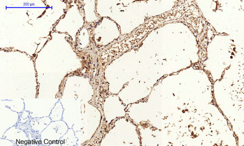 14 - Cyclin A Polyclonal Antibody AP69350