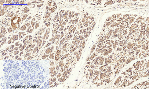 14 - Cyclin A Polyclonal Antibody AP69350