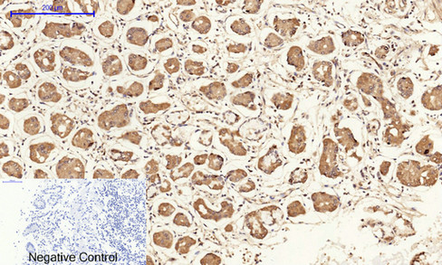 14 - Cyclin A Polyclonal Antibody AP69350