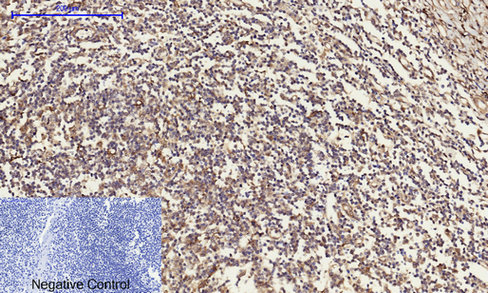14 - Cyclin A Polyclonal Antibody AP69350