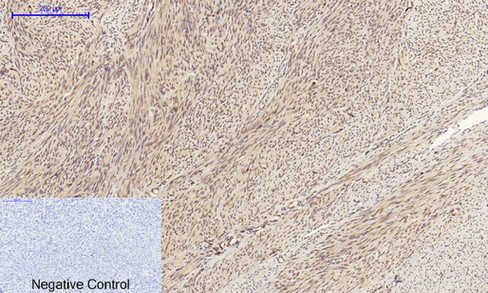 14 - Cyclin A Polyclonal Antibody AP69350