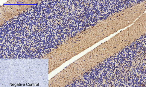 14 - Cyclin A Polyclonal Antibody AP69350