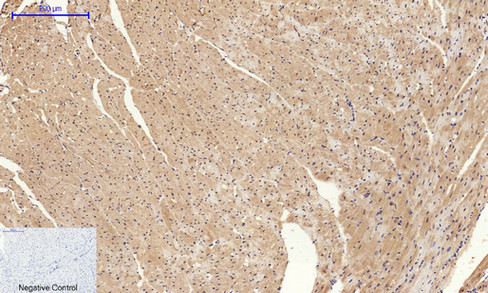 14 - Cyclin A Polyclonal Antibody AP69350