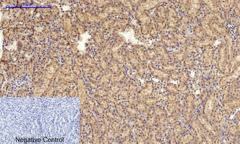 14 - Cyclin A Polyclonal Antibody AP69350