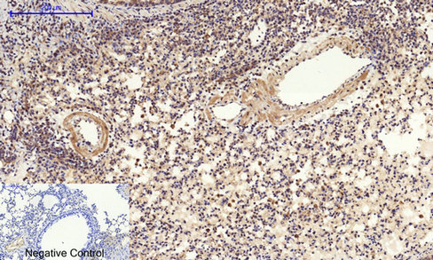 14 - Cyclin A Polyclonal Antibody AP69350