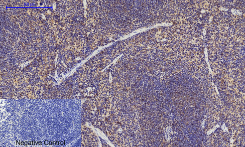 14 - Cyclin A Polyclonal Antibody AP69350