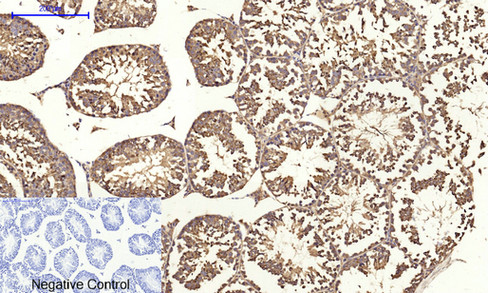 14 - Cyclin A Polyclonal Antibody AP69350