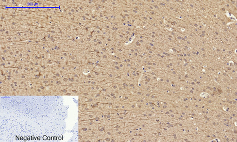 14 - Cyclin A Polyclonal Antibody AP69350