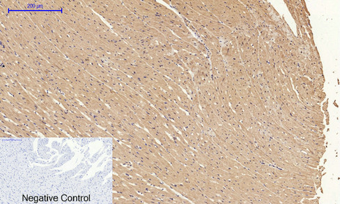 14 - Cyclin A Polyclonal Antibody AP69350