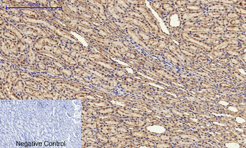 14 - Cyclin A Polyclonal Antibody AP69350