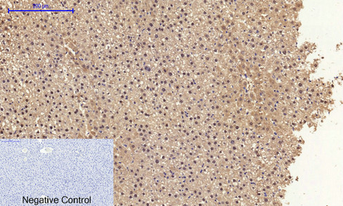 14 - Cyclin A Polyclonal Antibody AP69350