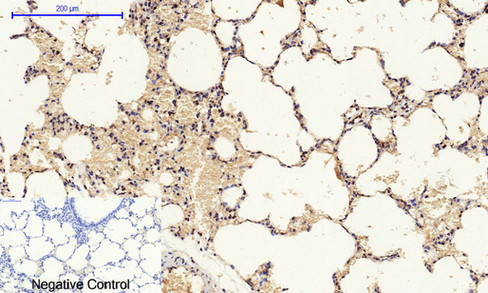14 - Cyclin A Polyclonal Antibody AP69350