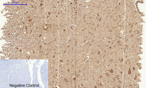 14 - Cyclin A Polyclonal Antibody AP69350