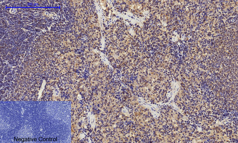 14 - Cyclin A Polyclonal Antibody AP69350