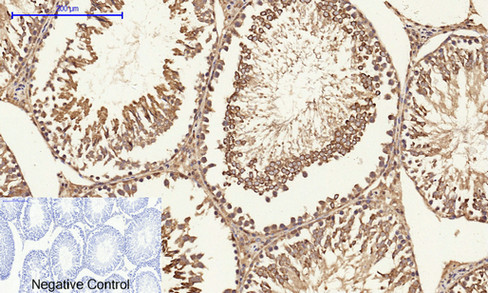 14 - Cyclin A Polyclonal Antibody AP69350