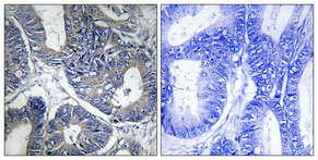 14 - CYP1A1/2 Polyclonal Antibody AP69374