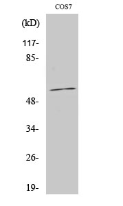 1 - CYP1A1/2 Polyclonal Antibody AP69374